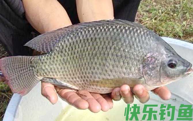 晚上钓罗非鱼可以吗?(图4) 晚上钓罗非鱼可以吗?(图4)