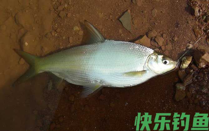 黄尾鱼一般钓多深的水？(图1)