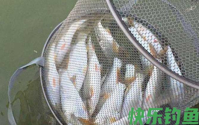 黄尾鱼一般钓多深的水？(图2)