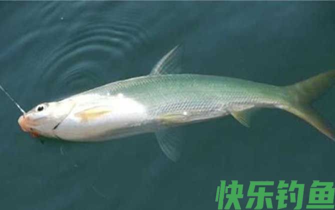 黄尾鱼一般钓多深的水？(图4)