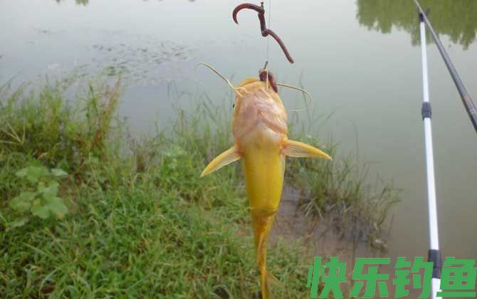 野钓调漂调几钓几最好?(图1) 野钓调漂调几钓几最好?(图1)