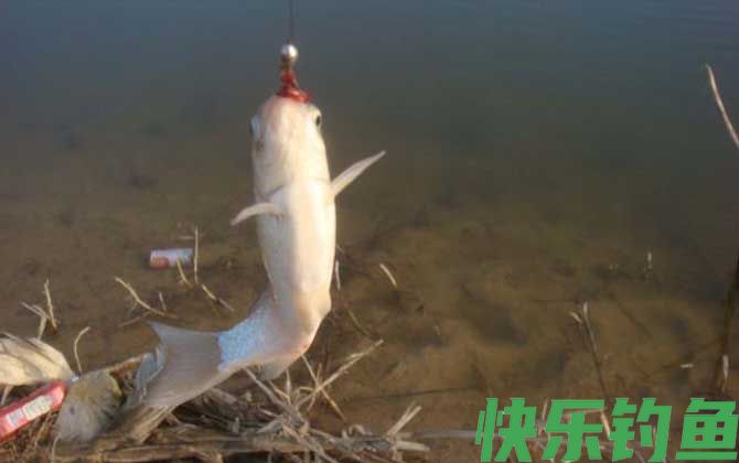 野钓调漂调几钓几最好?(图4) 野钓调漂调几钓几最好?(图4)