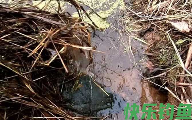地笼什么时间最容易进鱼？(图2)