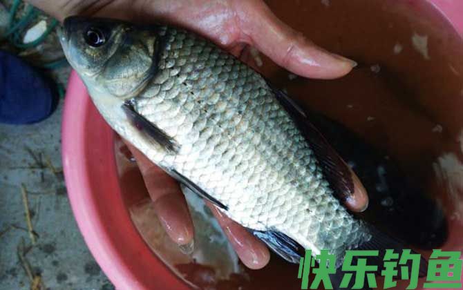春季钓鲫鱼怎么打窝？(图3)