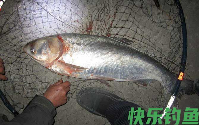 2米水深钓鲢鱼钓多深？(图4)