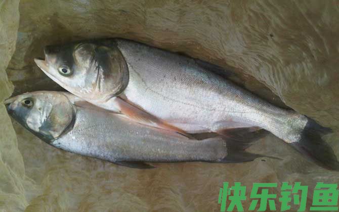春季钓鲢鱼技巧大全(图2) 春季钓鲢鱼技巧大全(图2)