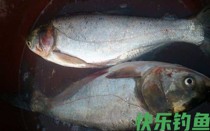 春季钓鲢鱼技巧大全(图5) 春季钓鲢鱼技巧大全(图5)