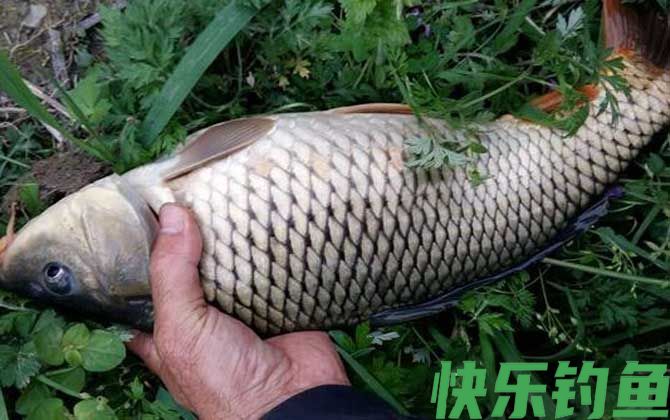 下雨天钓鱼钓底还是钓浮?(图3) 下雨天钓鱼钓底还是钓浮?(图3)