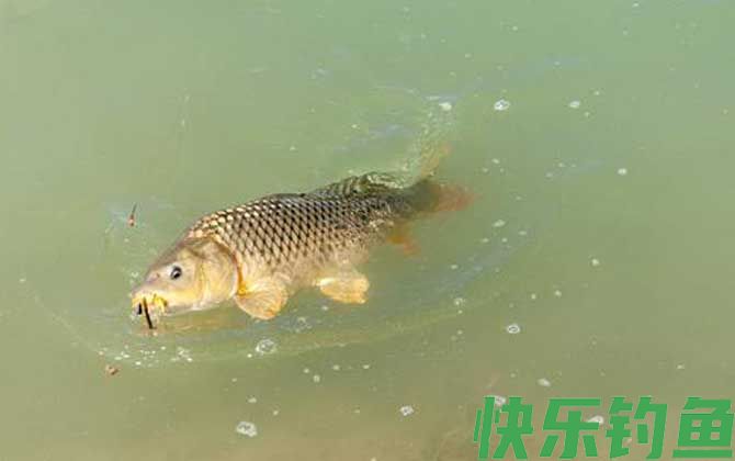 气压1015适合钓鱼吗?(图2) 气压1015适合钓鱼吗?(图2)