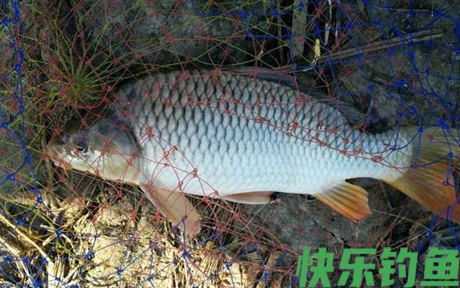 怎样钓鱼才能使鱼快速上钩？(图1)