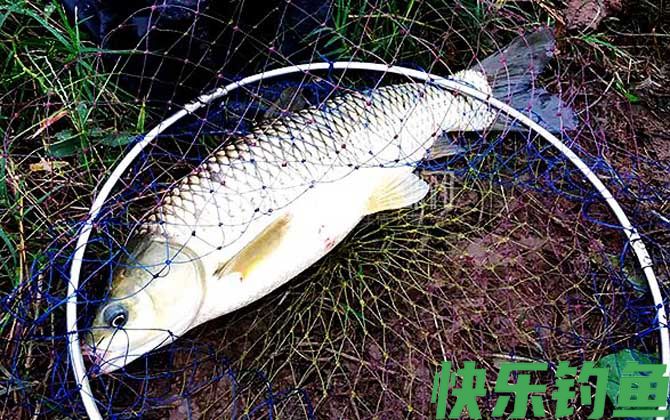 怎样钓鱼才能使鱼快速上钩？(图6)