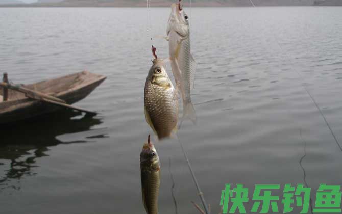 春天钓鲫鱼浅滩多深好？(图1)