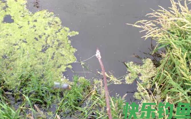 钓龙虾怎么选钓点？(图2)