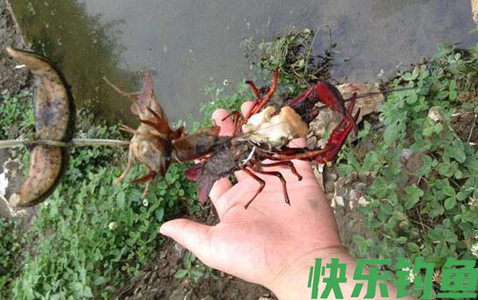 钓龙虾怎么选钓点？(图3)