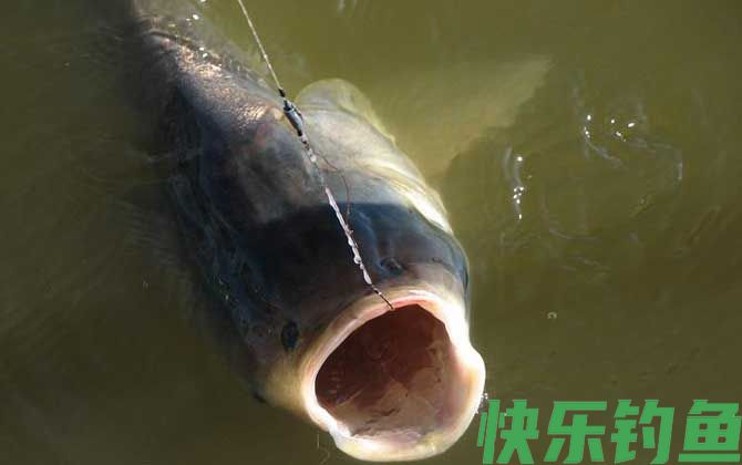 黑坑钓鲢鳙什么时间最好？(图2)