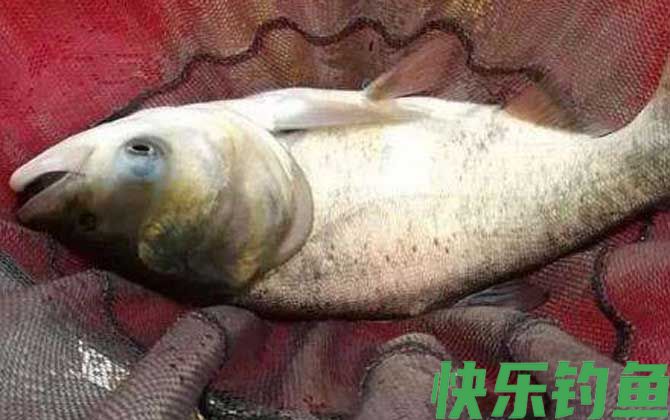 黑坑钓鲢鳙什么时间最好？(图3)