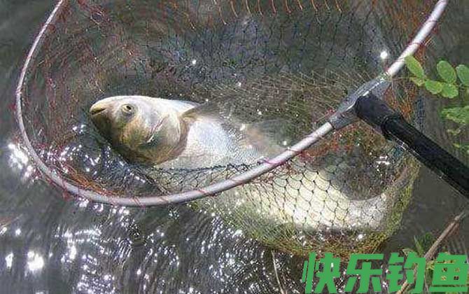 黑坑钓鲢鳙什么时间最好？(图4)