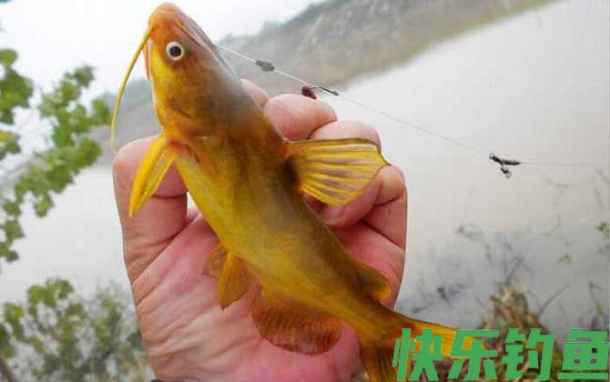 钓黄辣丁钓钝还是钓灵？(图4)
