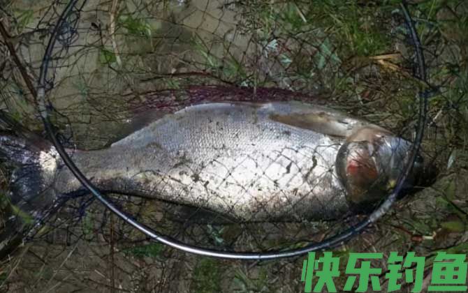春天钓鲢鳙的最佳时间(图3)