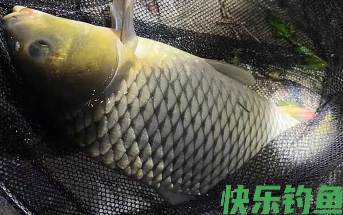 夜间10度能钓鲤鱼吗？(图1)