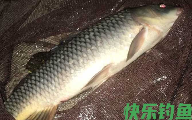 夜间10度能钓鲤鱼吗？(图2)
