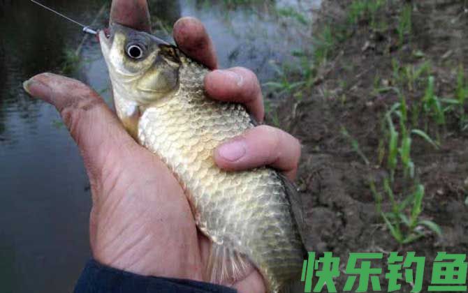 蚯蚓钓鱼多久换一次鱼饵？(图2)