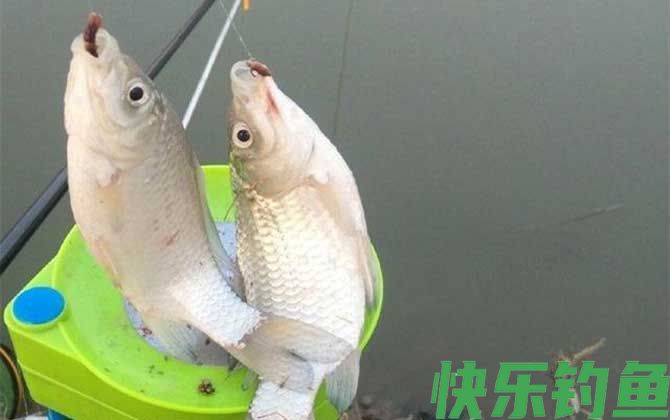 蚯蚓钓鱼多久换一次鱼饵？(图3)