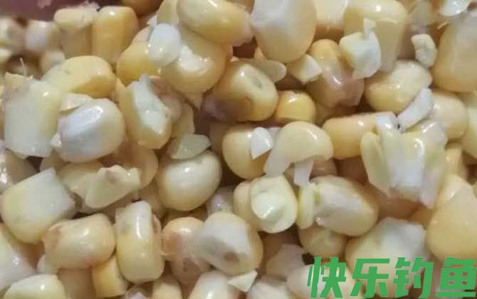 挂玉米钓鱼正确方法及技巧(图3)