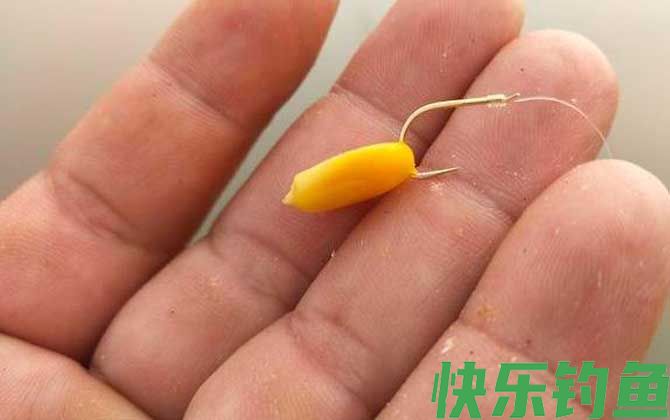 挂玉米钓鱼正确方法及技巧(图4)
