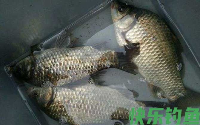 春天如何野钓大鲫鱼？(图1)