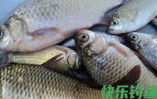 春天如何野钓大鲫鱼？(图3)
