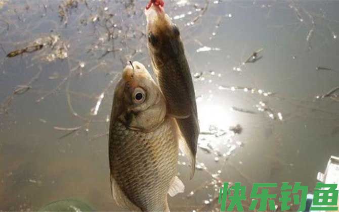 红虫野钓调漂最佳方法(图2)