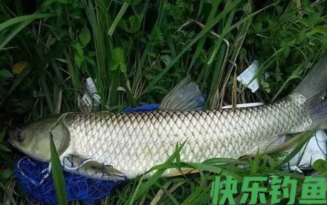秋季钓草鱼技巧及注意事项(图2)