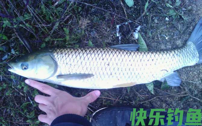 秋季钓草鱼技巧及注意事项(图4)