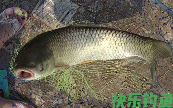 秋季钓草鱼技巧及注意事项(图6)