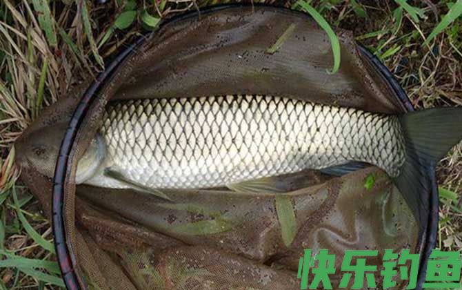 秋季钓草鱼技巧及注意事项(图8)