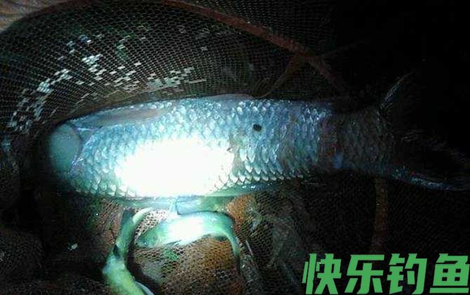 夜钓是什么意思？(图3)