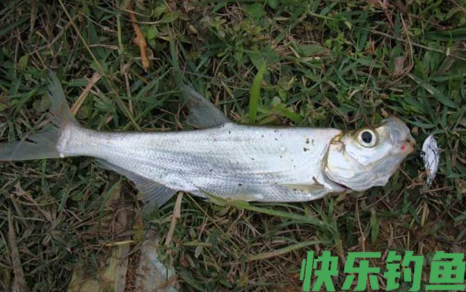 钓鱼方式分为几种？(图3)