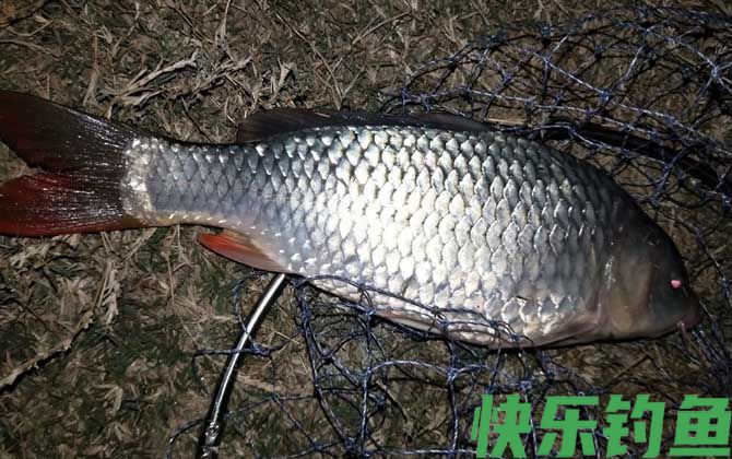 钓鱼的人为什么短命？(图3)