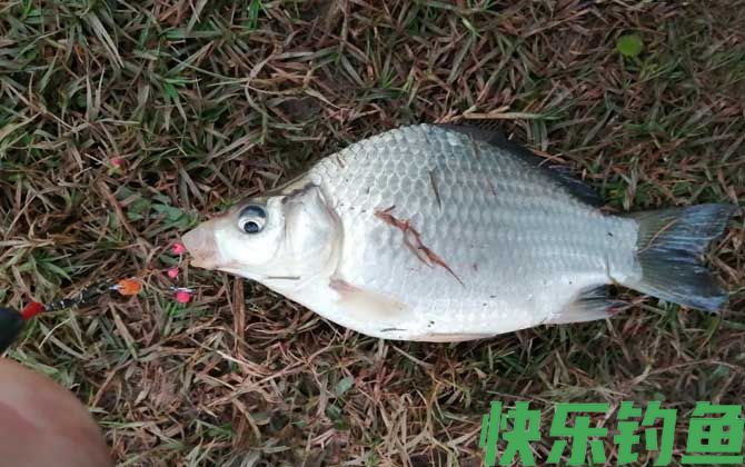 钓鱼的人为什么短命？(图4)