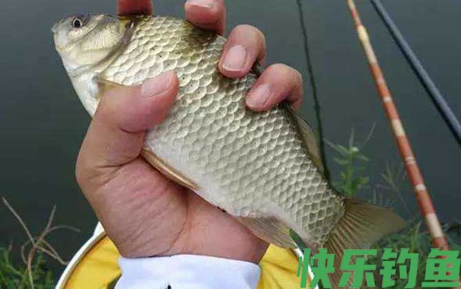传统钓和台钓是什么意思？(图2)