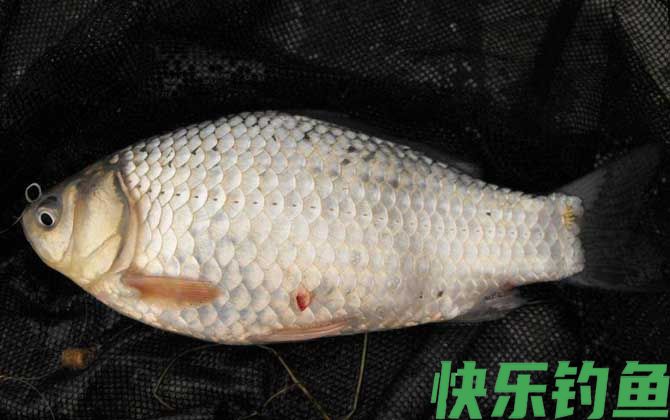 三月四月不钓鱼是怎么回事？(图1)