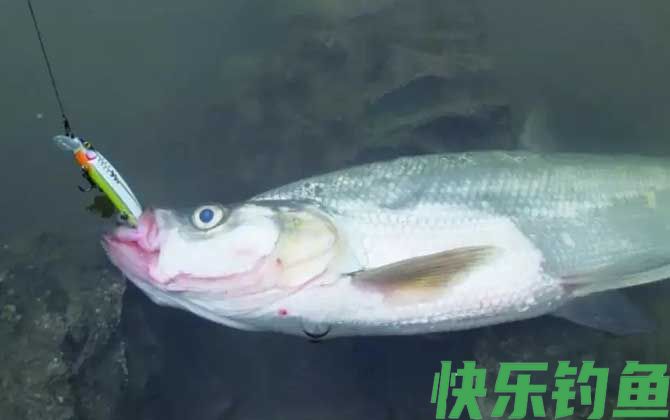 淡水路亚对象鱼介绍及用饵(图4)