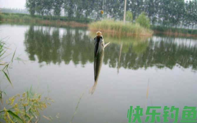 传统钓、台钓和路亚哪个更容易？(图1)