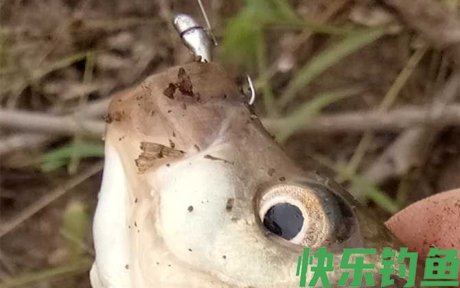 野钓用台钓好还是传统钓好？(图4)