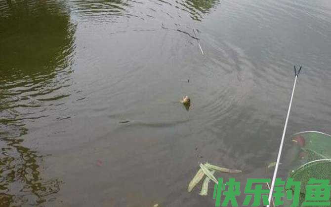 传统钓和台钓谁更容易上鱼?(图2) 传统钓和台钓谁更容易上鱼?(图2)