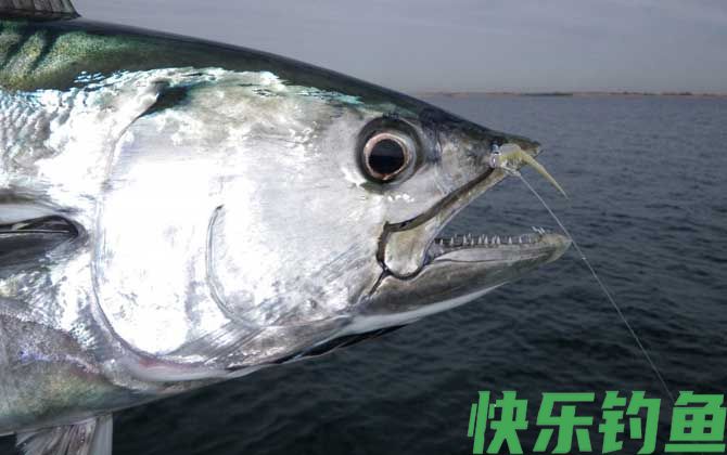 海钓能钓到什么鱼？(图1)