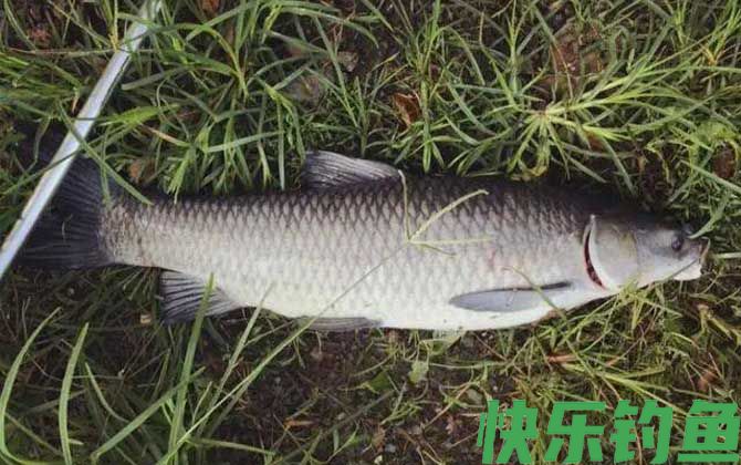 反底钓法的优点和缺点(图3) 反底钓法的优点和缺点(图3)