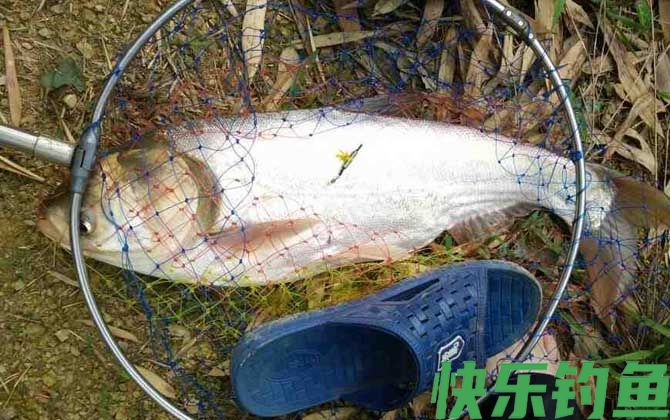 台钓能钓什么鱼？(图6)