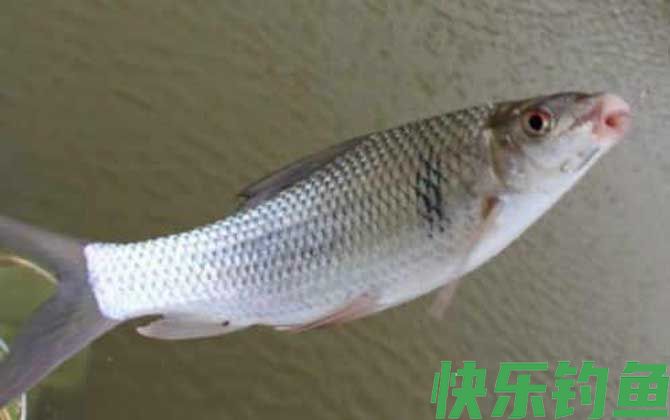 台钓能钓什么鱼？(图9)